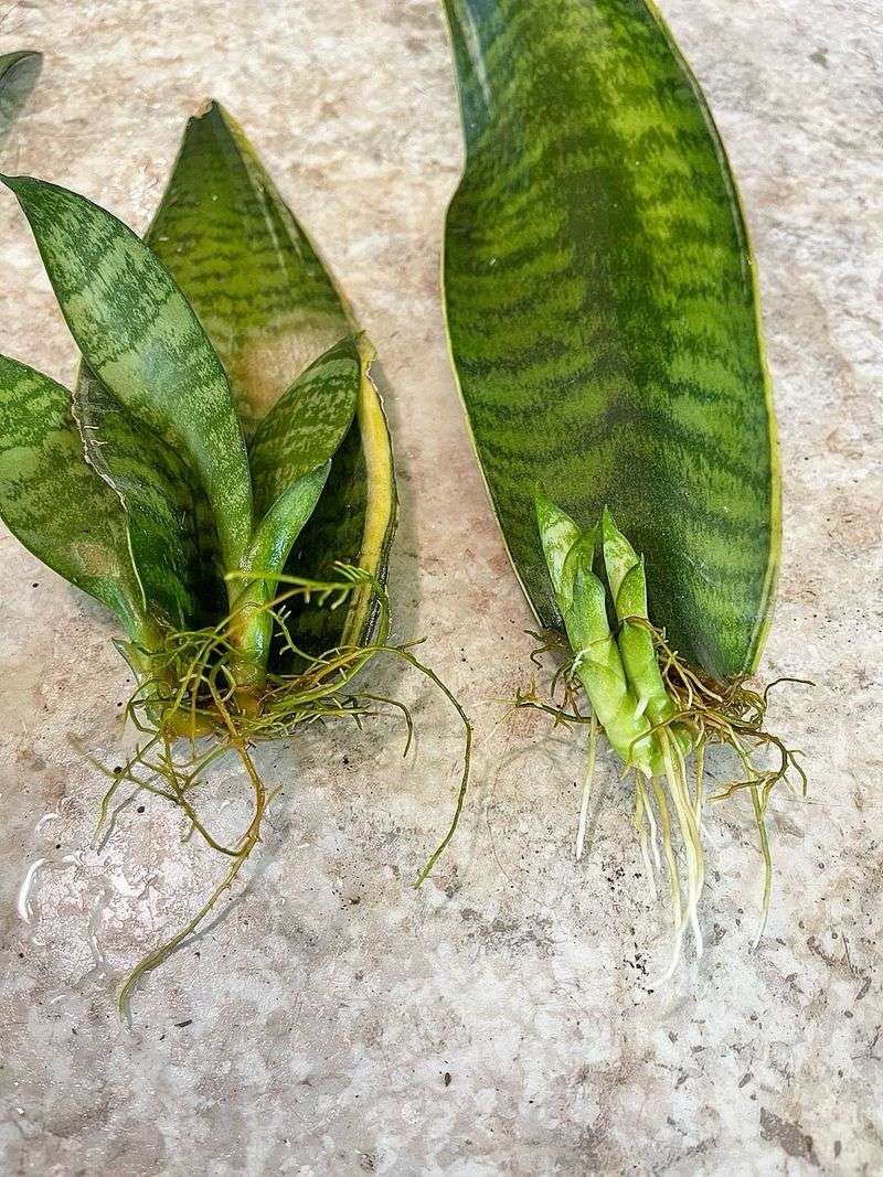 Let Cuttings Callous Before Planting To Prevent Rot
