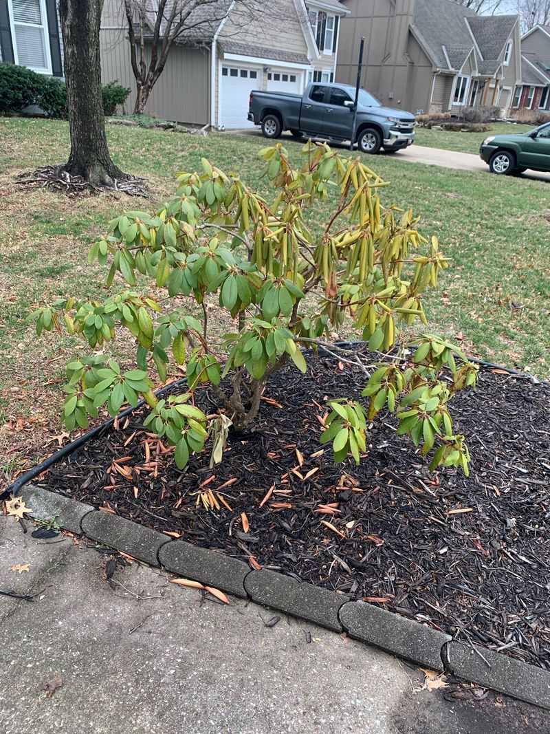 Thin Crowded Branches Lightly