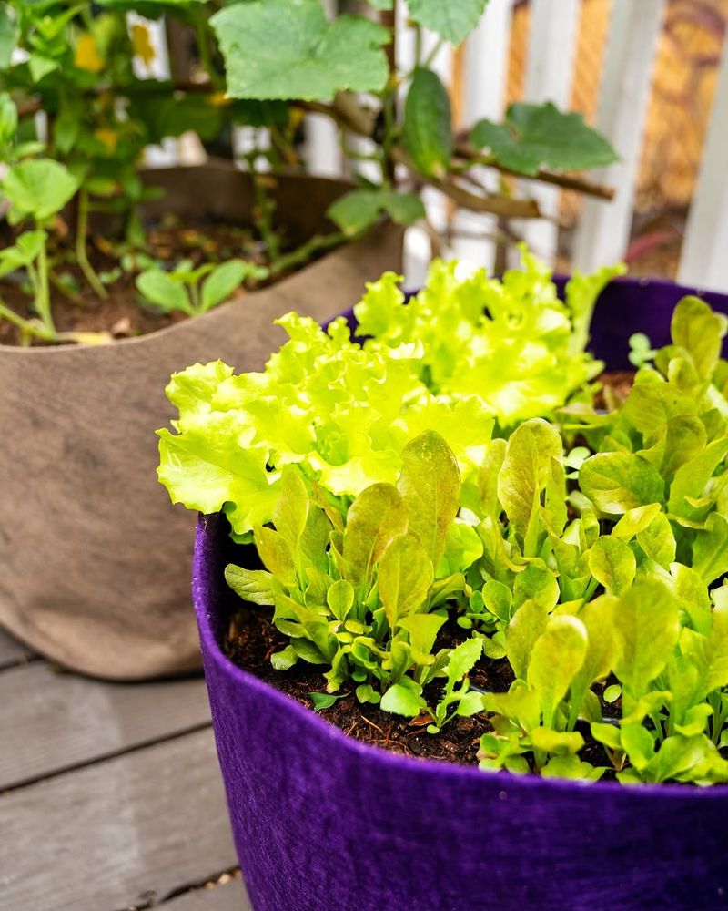 Move Containers To Partial Shade To Reduce Heat Stress
