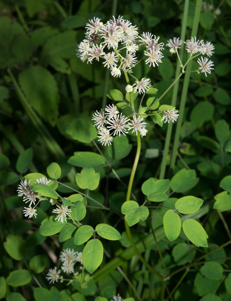 Waxy-Leaf Meadow-Rue (Thalictrum Amphibolum)