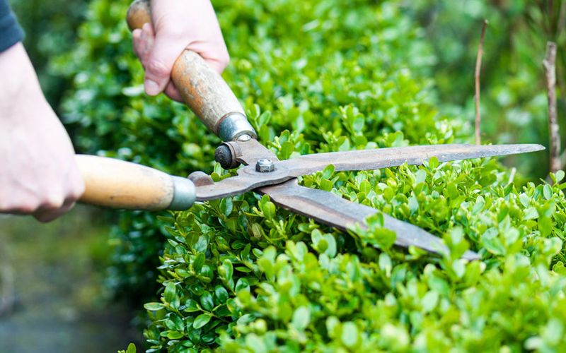 Over-Pruning Shrubs Into Tight Shapes