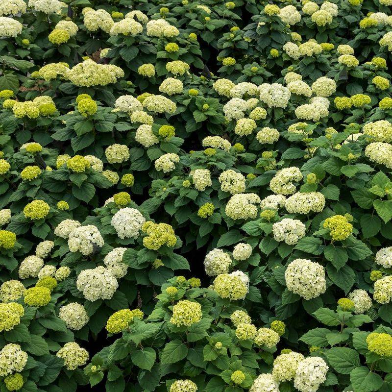 April To Early May Is The Sweet Spot In Michigan