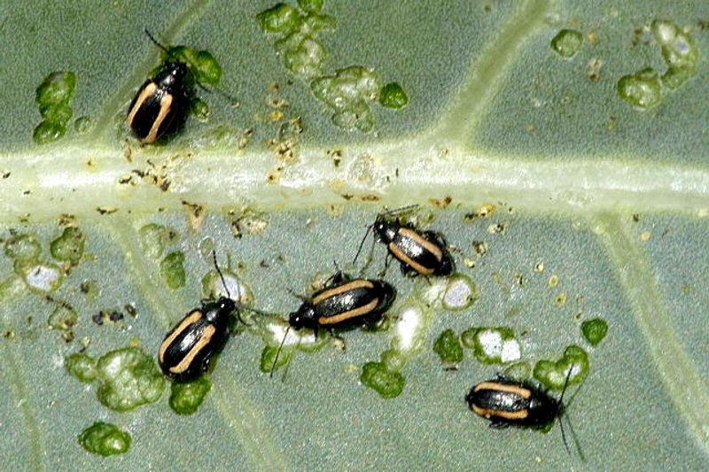 Flea Beetles Create Tiny Shot Holes In Young Leaves