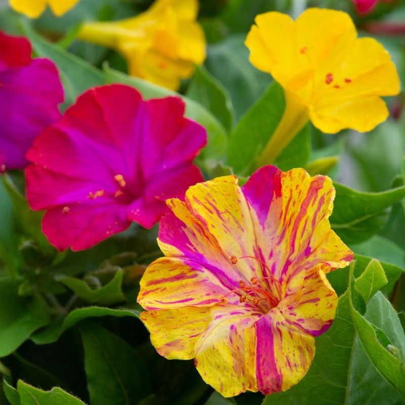 Four O'Clock Opens Late With Nectar-Rich Blooms