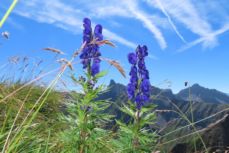 Monkshood Makes A Bold But Risky Statement
