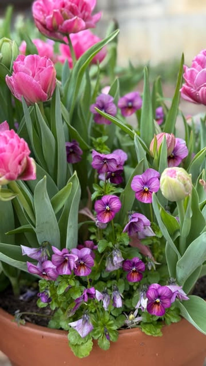 Tulips And Pansies