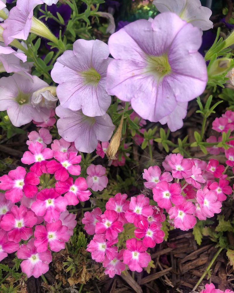 Petunias And Verbena Add Long Lasting Spring Color
