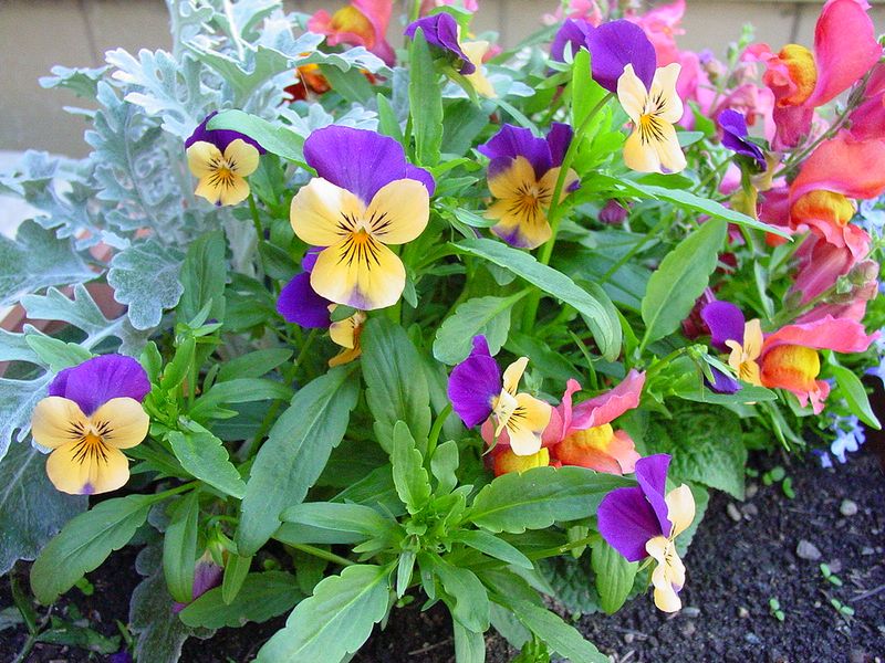 Violas And Dusty Miller Create A Fuller Finish
