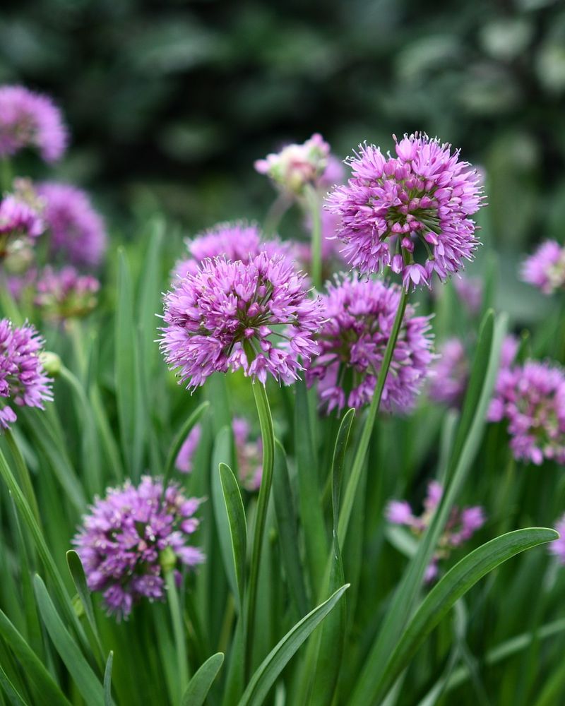 Allium Flowers Release A Pungent Odor That Keeps Rodents Away
