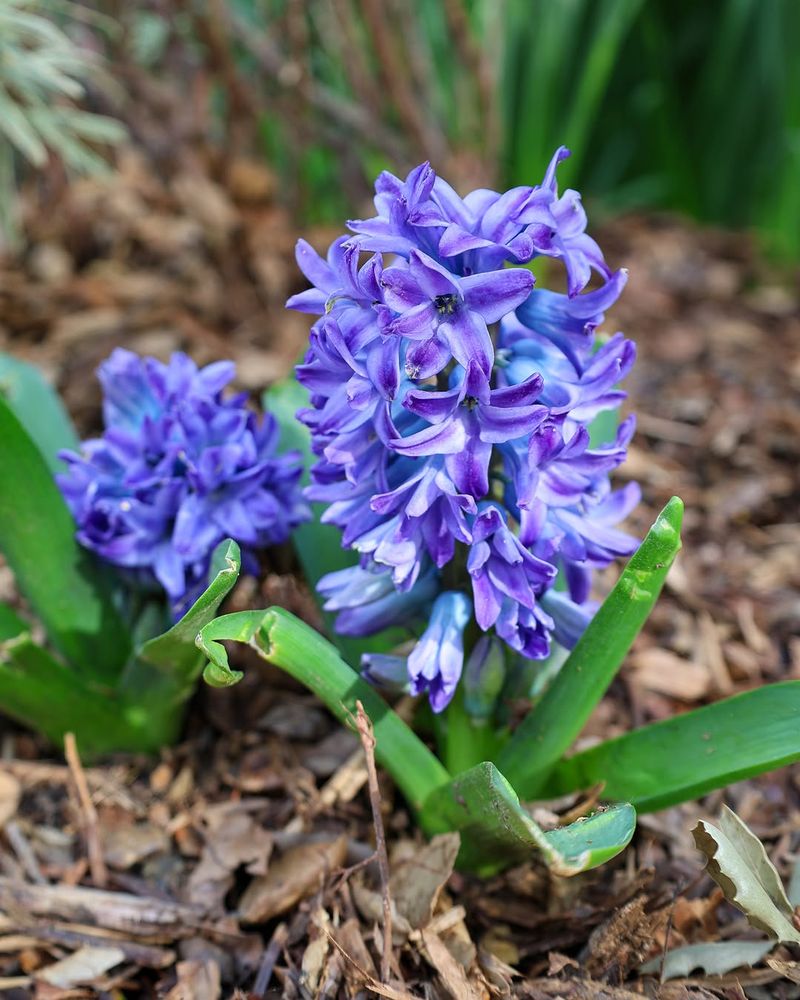 Hyacinths Bring Fragrance And Mid Spring Color