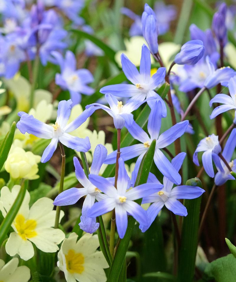 Glory Of The Snow (Chionodoxa forbesii)