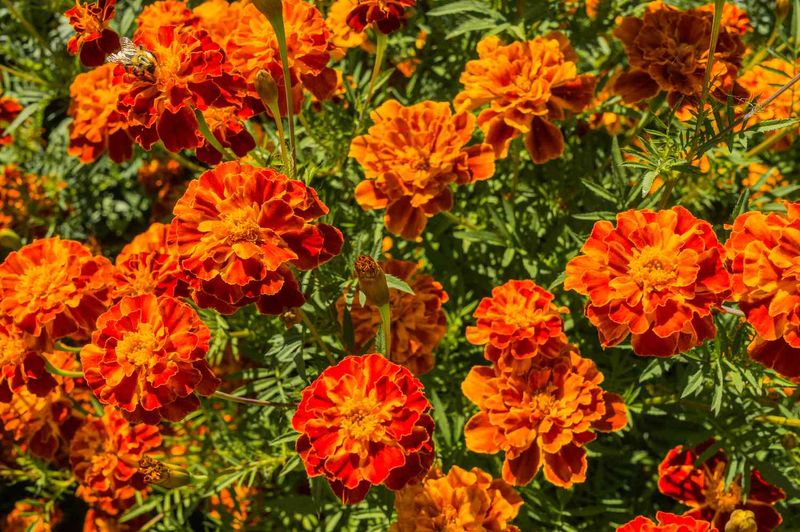 Marigolds (Tagetes)