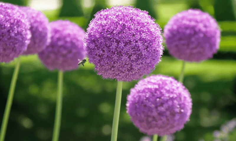 Alliums (Ornamental Onions)