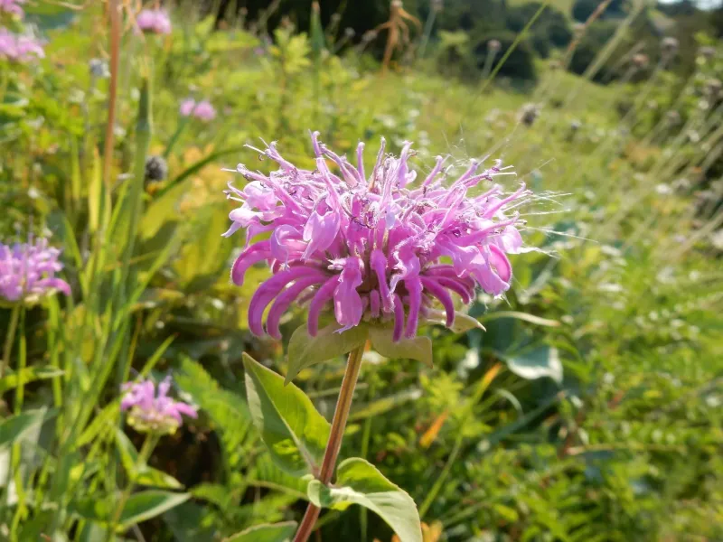 Bee Balm (Monarda)