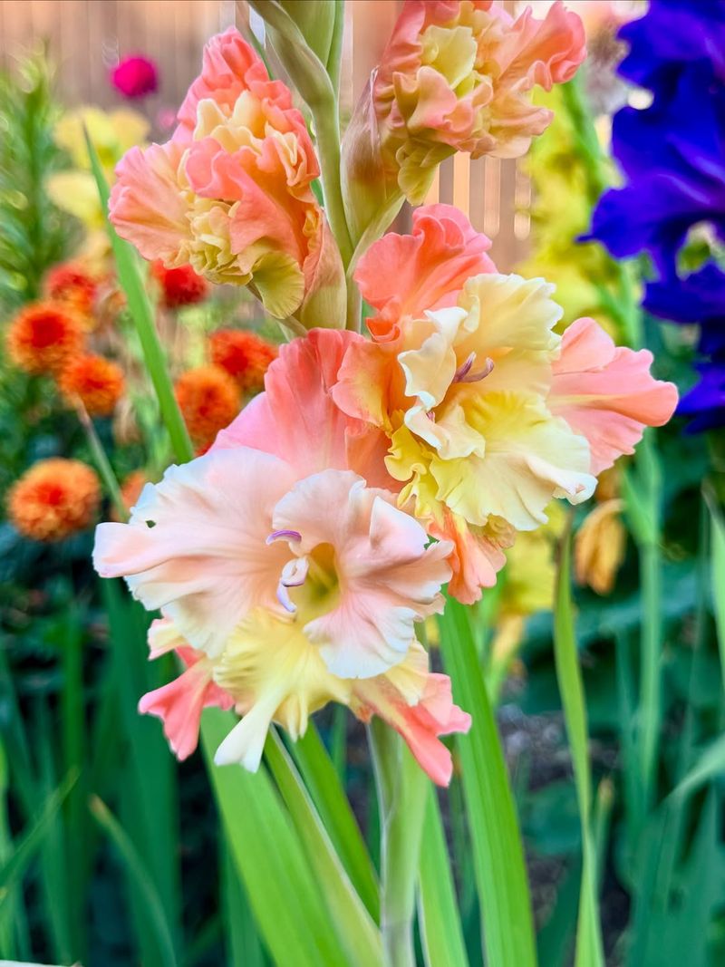 Gladiolus
