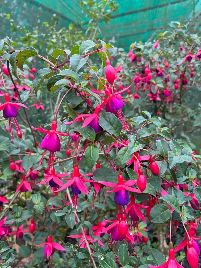 Hardy Fuchsias