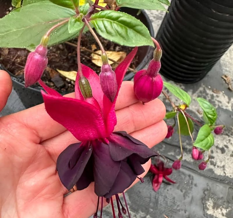 Hardy Fuchsias Respond Well To Tip Pinching