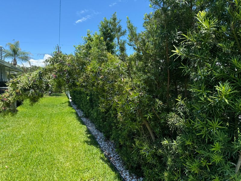 Podocarpus Grows Into Sleek, Upright Privacy Walls