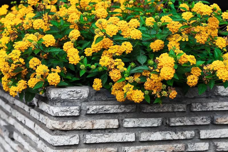 New Gold Lantana Is Made For Long Texas Summers