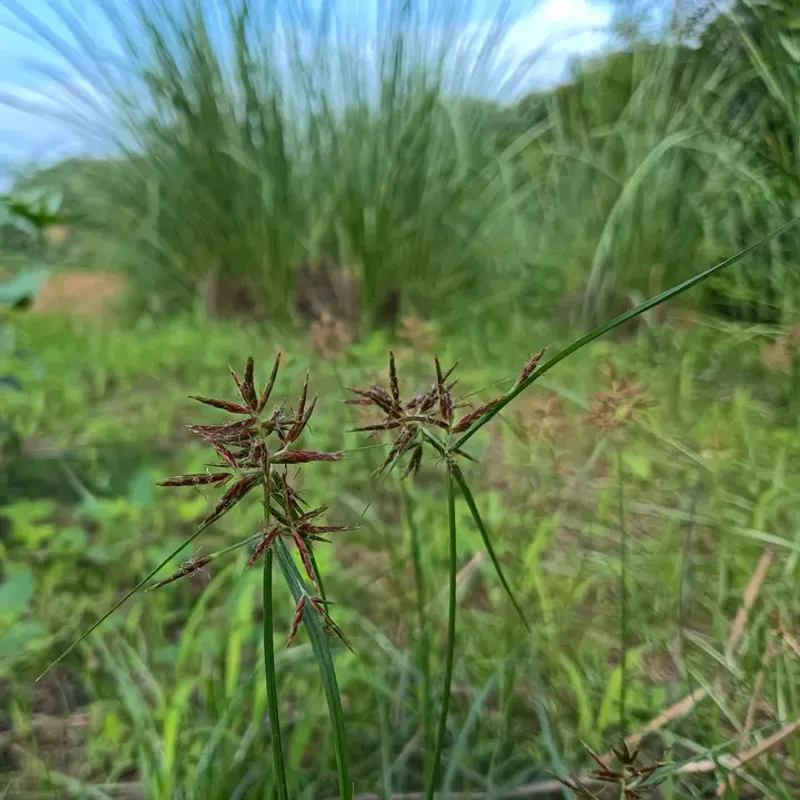 Yellow Nutsedge Breaks Through Turf And Comes Back Fast