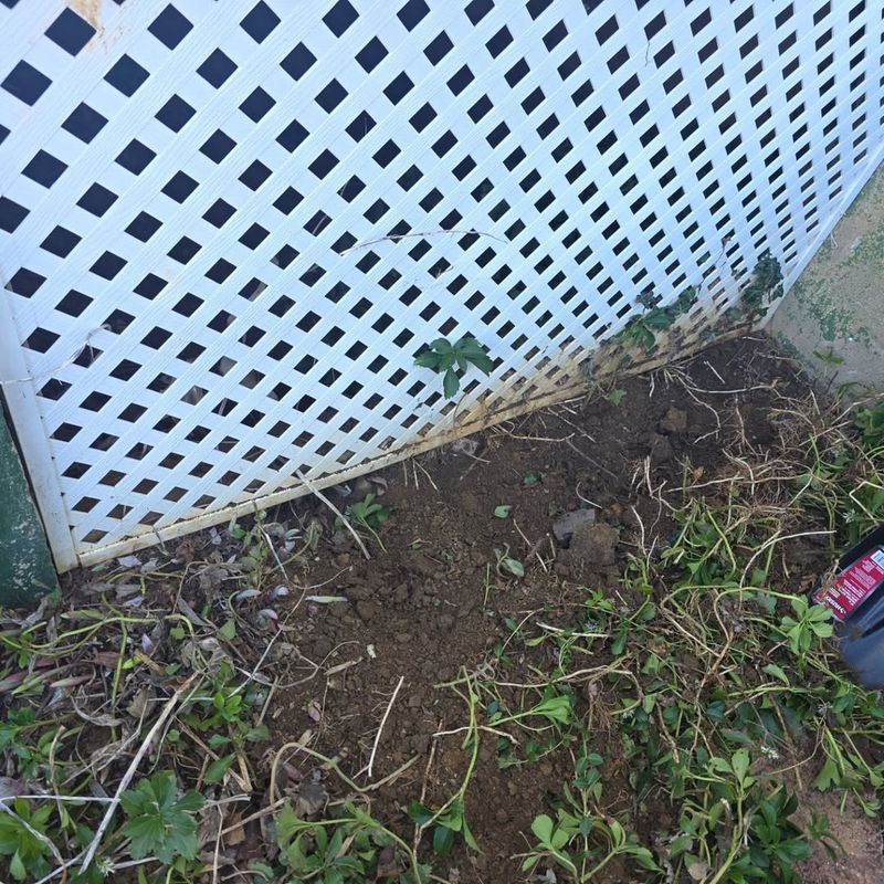 Burrows Or Dens Under Structures