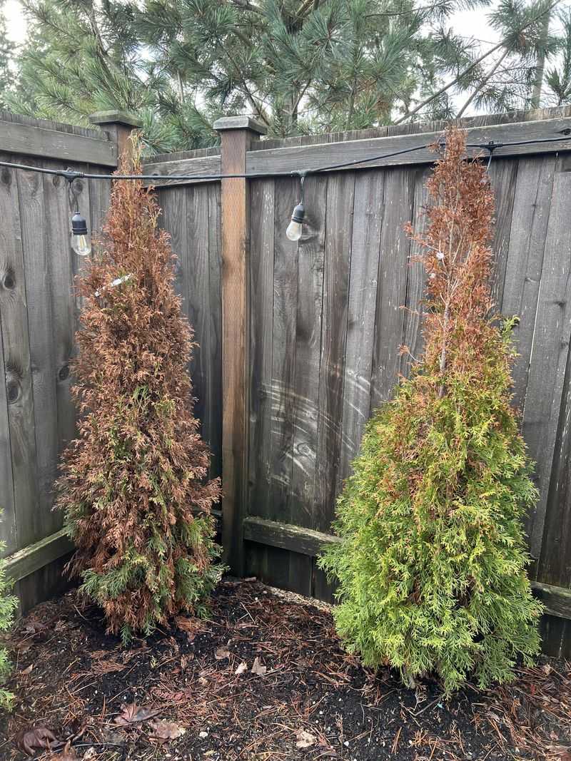 Foliage Looks Dry And Brittle, Not Mushy