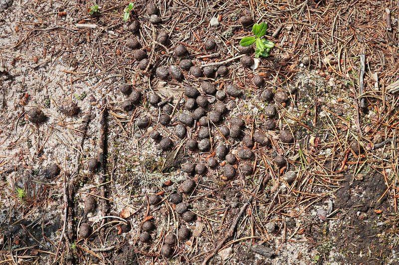 Small Droppings Often Found Nearby