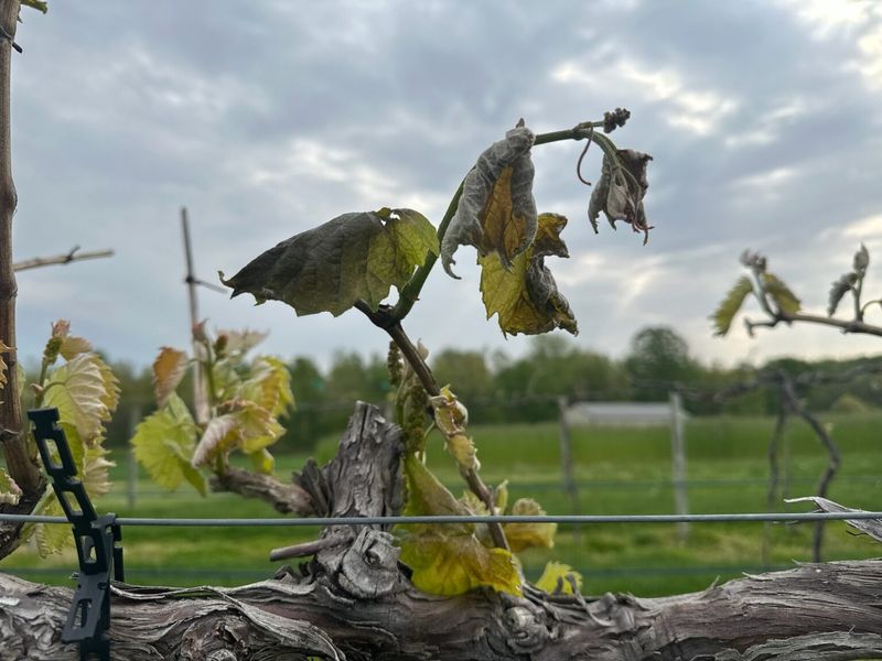 Uneven Damage Across The Same Vineyard