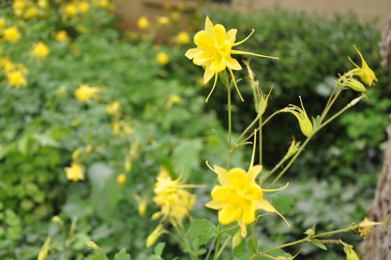 Yellow Columbine 
