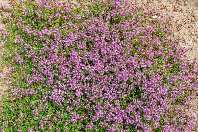 Creeping Thyme (Thymus Spp.)