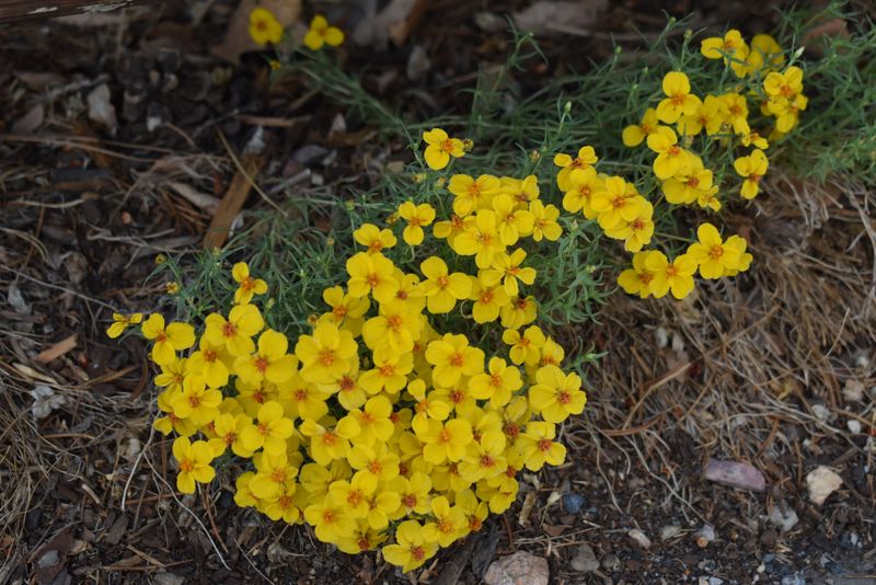 Desert Zinnia Thriving In Tough Desert Soil