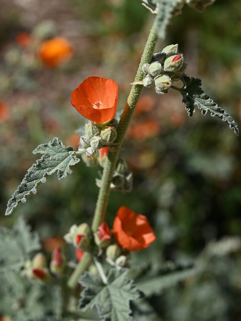 Globe Mallow Thrives In Harsh Desert Climates