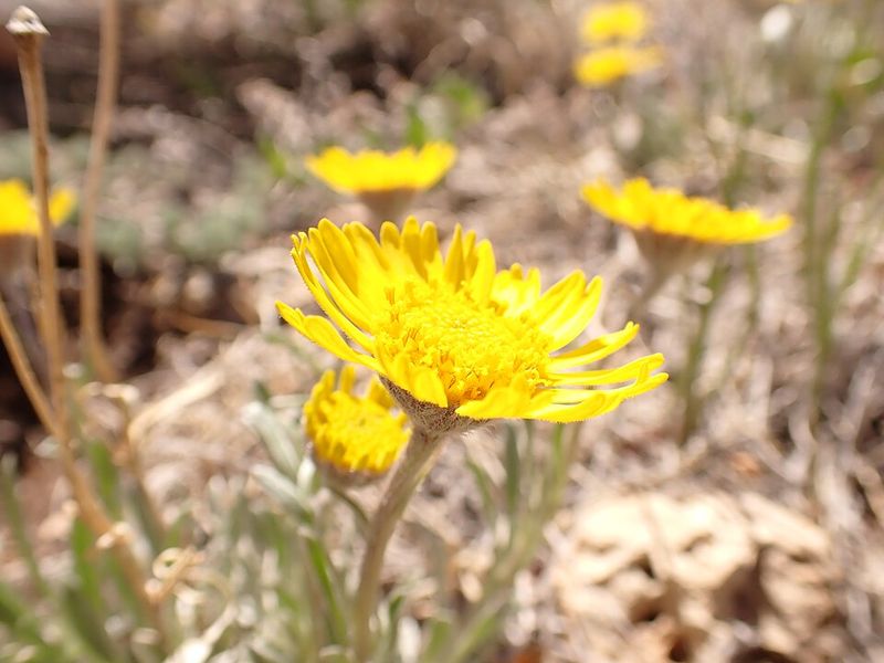 Angelita Daisy Thrives In Full Sun With Little Water