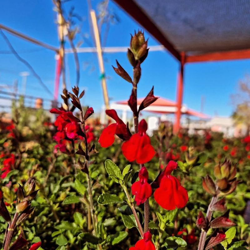Autumn Sage Handles Heat While Blooming Repeatedly