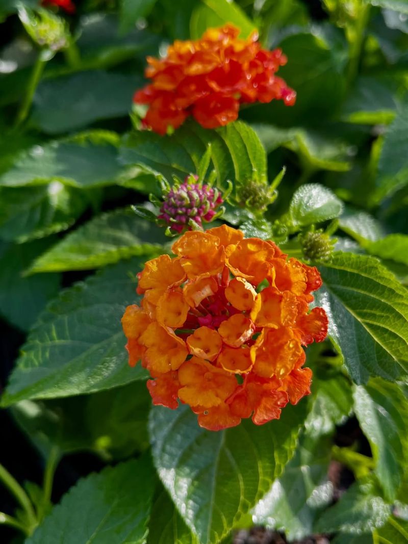 Texas Lantana (Lantana Urticoides)