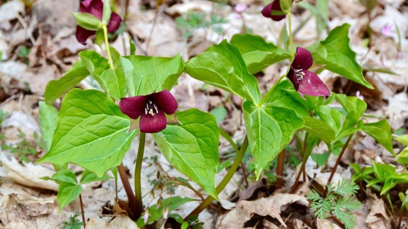 Part Shade To Shade Gives Red Trillium The Setting It Likes