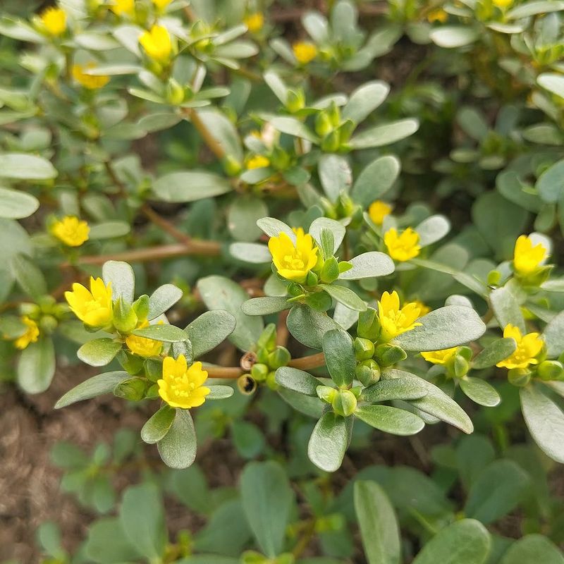Common Purslane