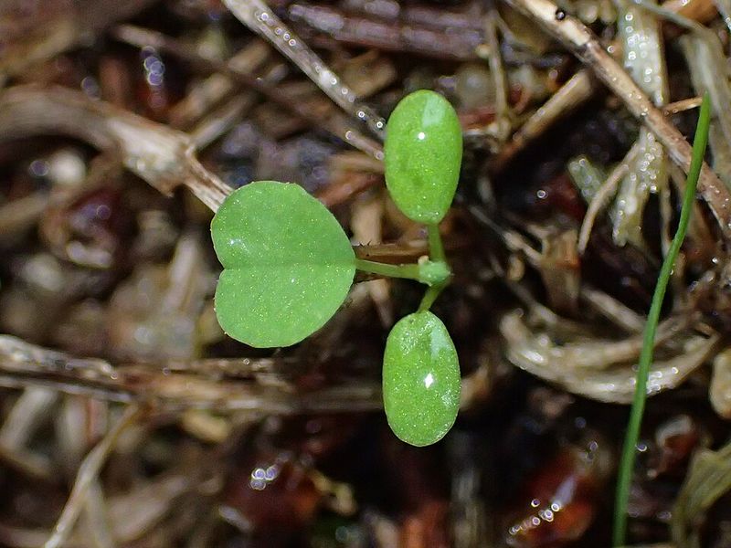 Clover Creeps In And Fills Open Spaces Quickly