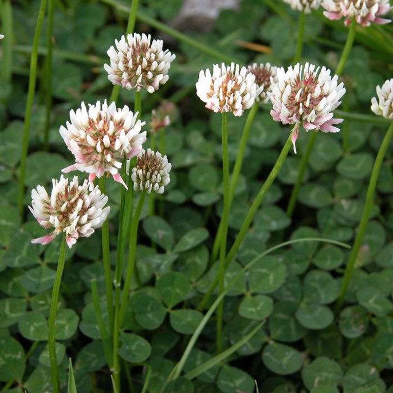 Clover (Trifolium Spp.)