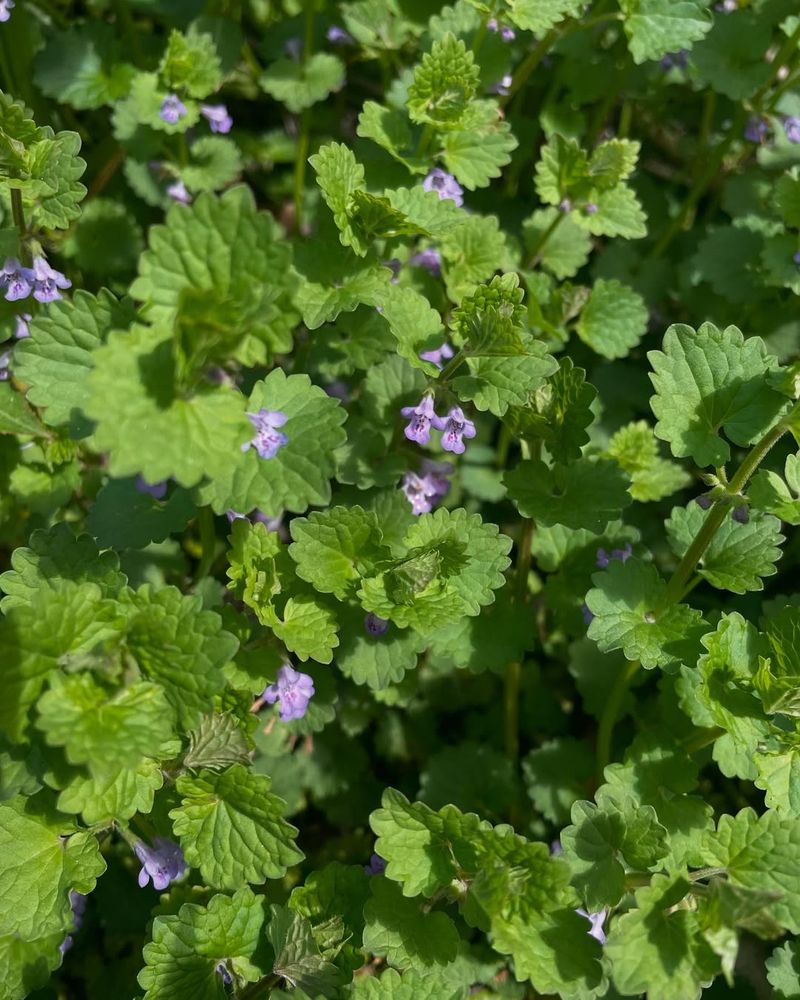 Ground Ivy Spreading Fast Through Shady Lawns