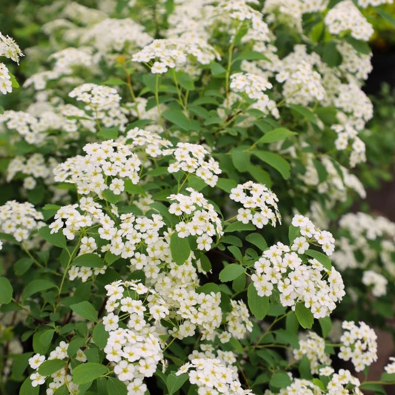 Spirea (Spring-Blooming Types)