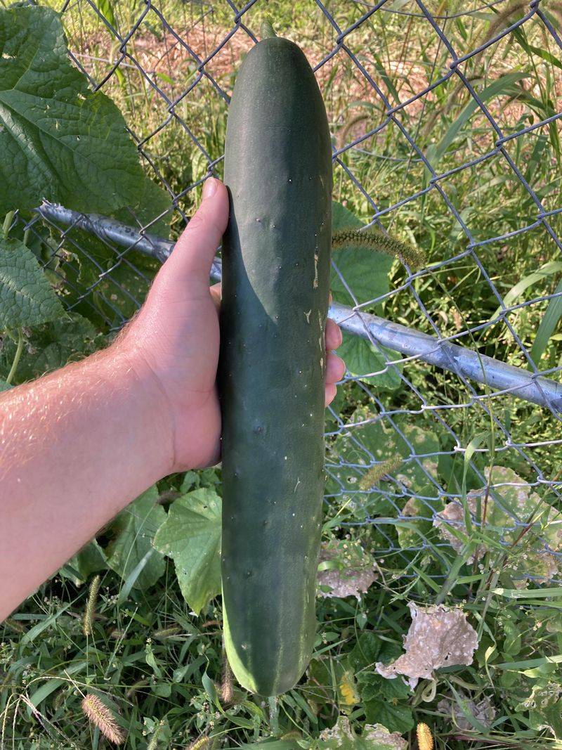 Sweet Success Smooth Skins And High Yields