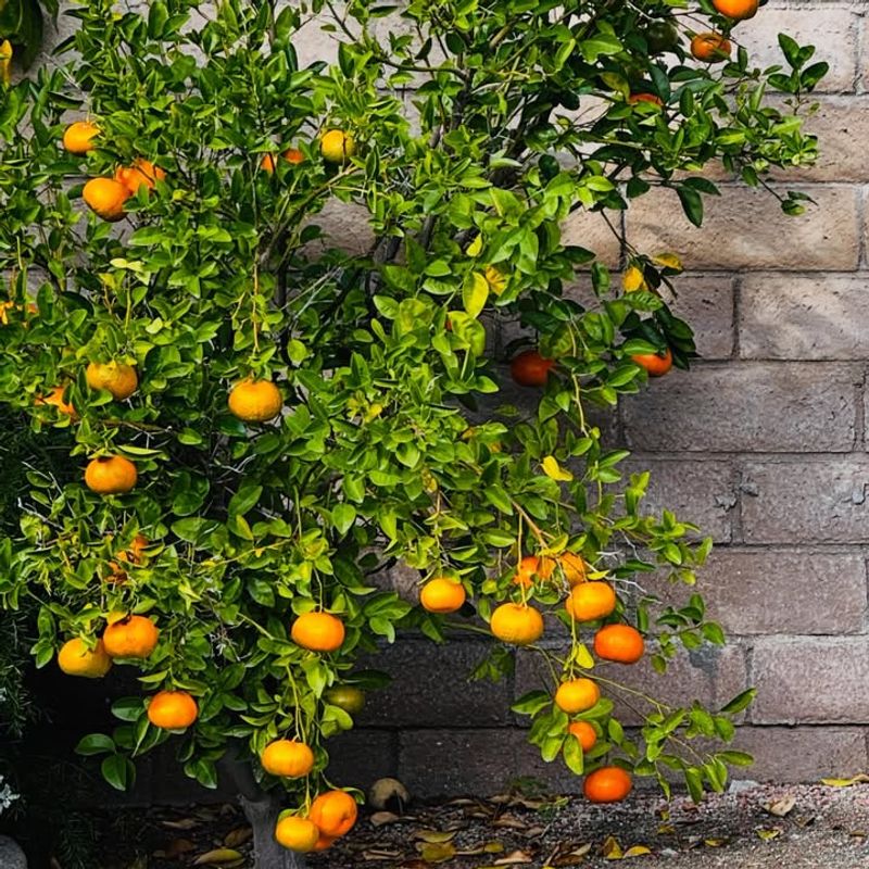 Citrus Trees Grow Well With Proper Care