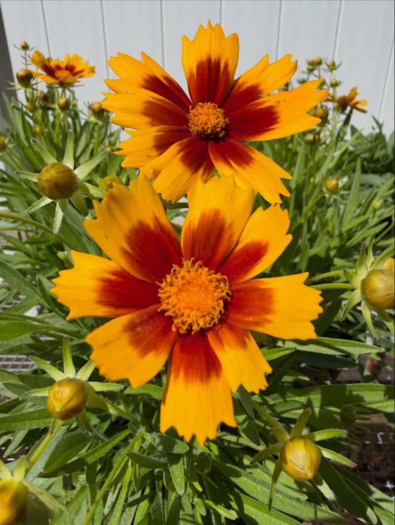 Coreopsis (Tickseed)