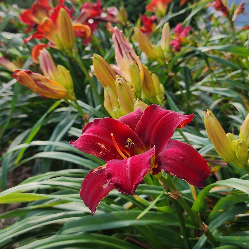 Dividing Daylilies To Keep Them Looking Their Best