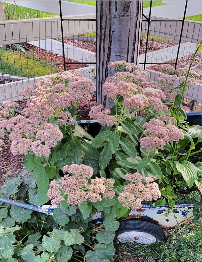 Sedum Divides Easily Before New Growth Takes Off