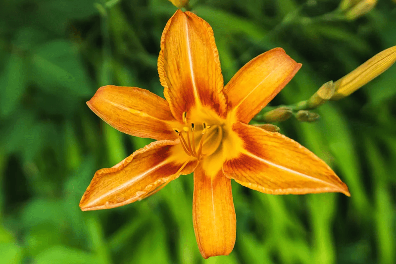 Give Daylilies A Strong Start With Proper Planting