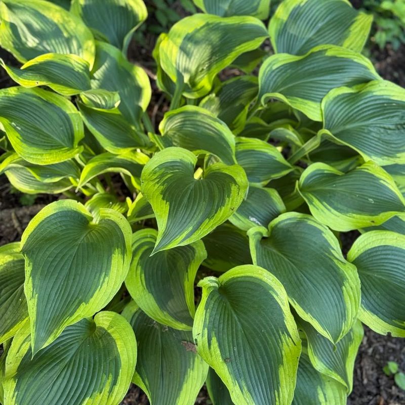 Hostas (Hosta Spp.)