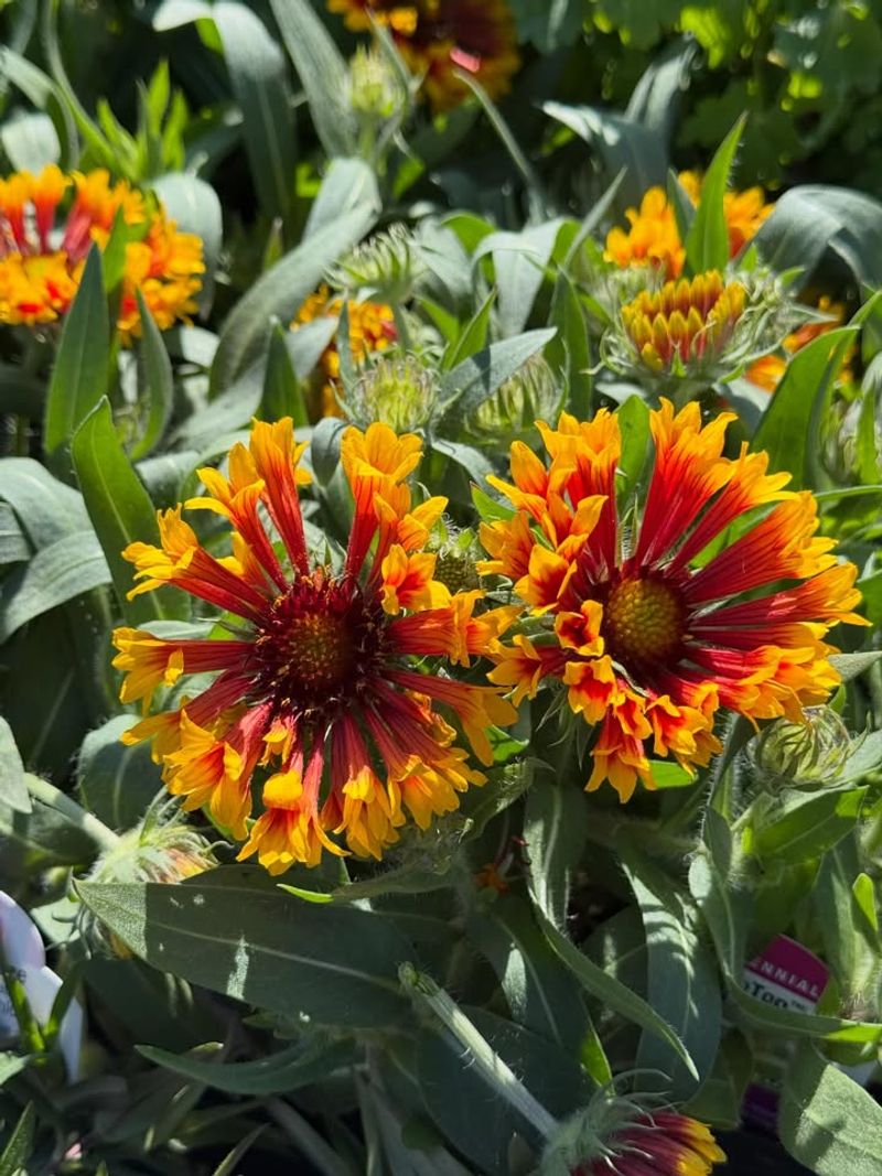 Blanket Flower (Gaillardia × Grandiflora)