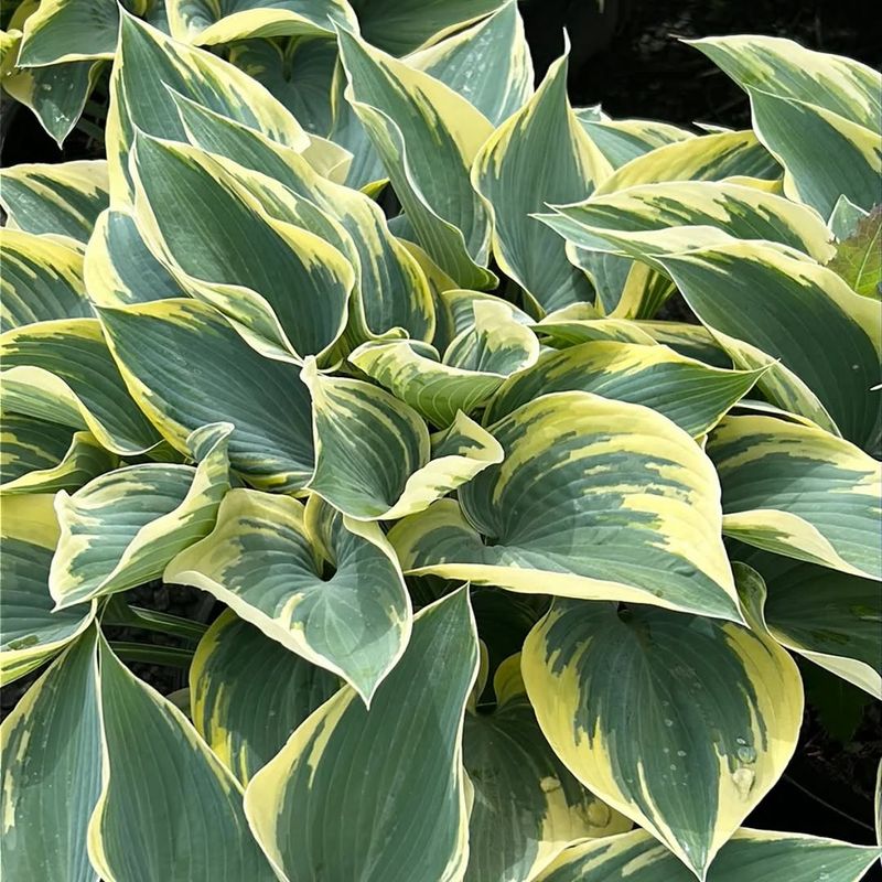 Hostas